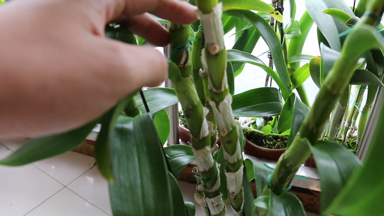 春石斛的秋季管理，春石斛管理的关键期到来了