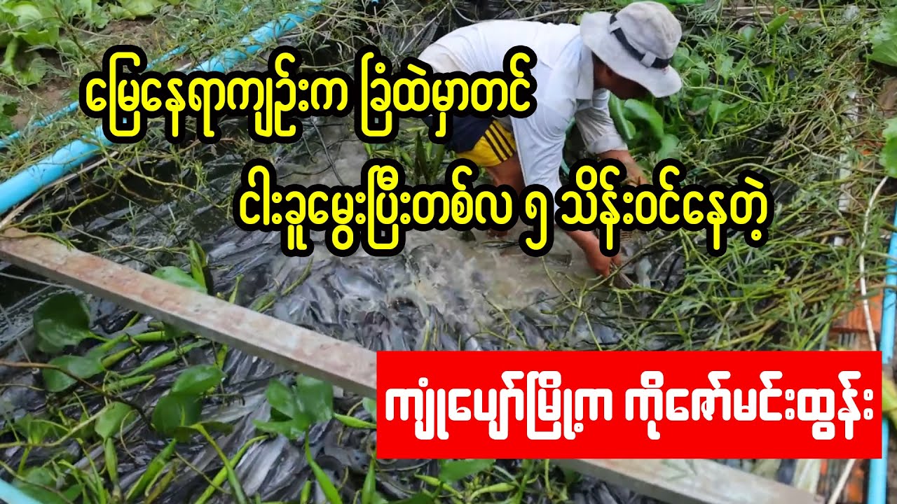 မြေနေရာကျဉ်းမှာတင် ငါးခူမွေးပြီးတစ်လငါးသိန်းဝင်နေတဲ့ ကိုဇော်မင်းထွန်း