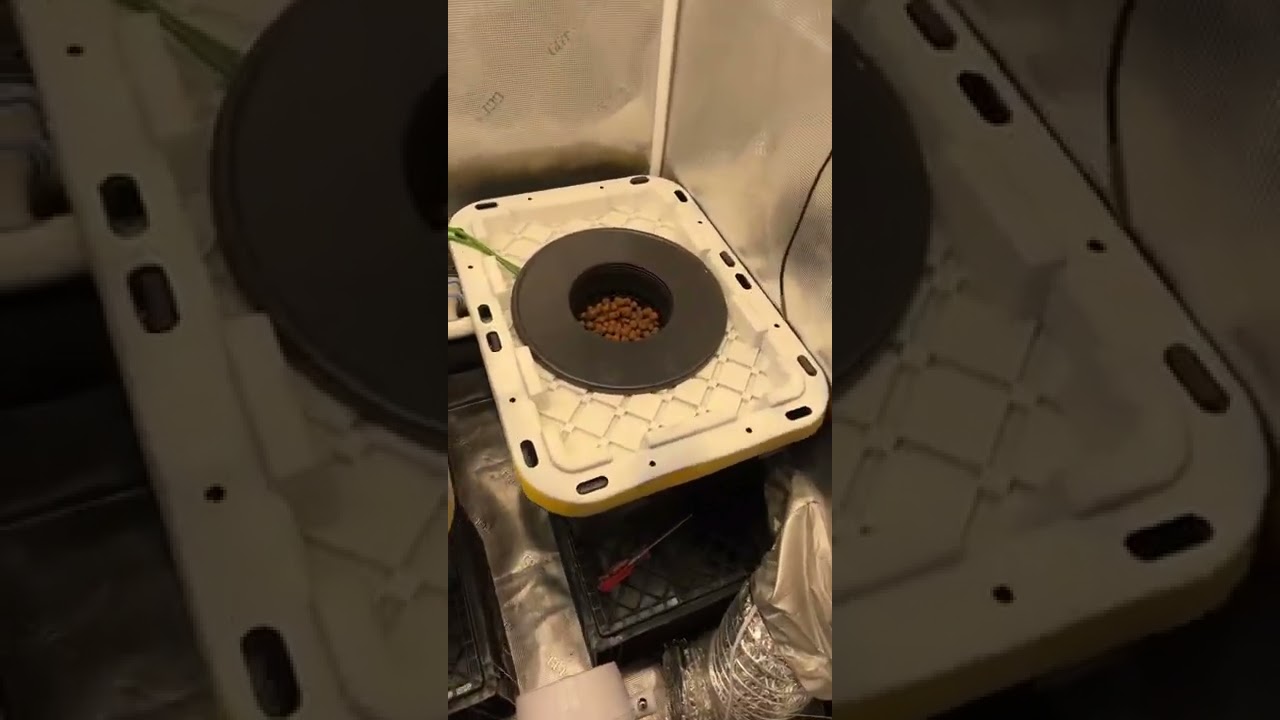 #mephisto genetics run on the #rdwc setup Follow 4 more videos and content Thanks! #mmj #hydroponics