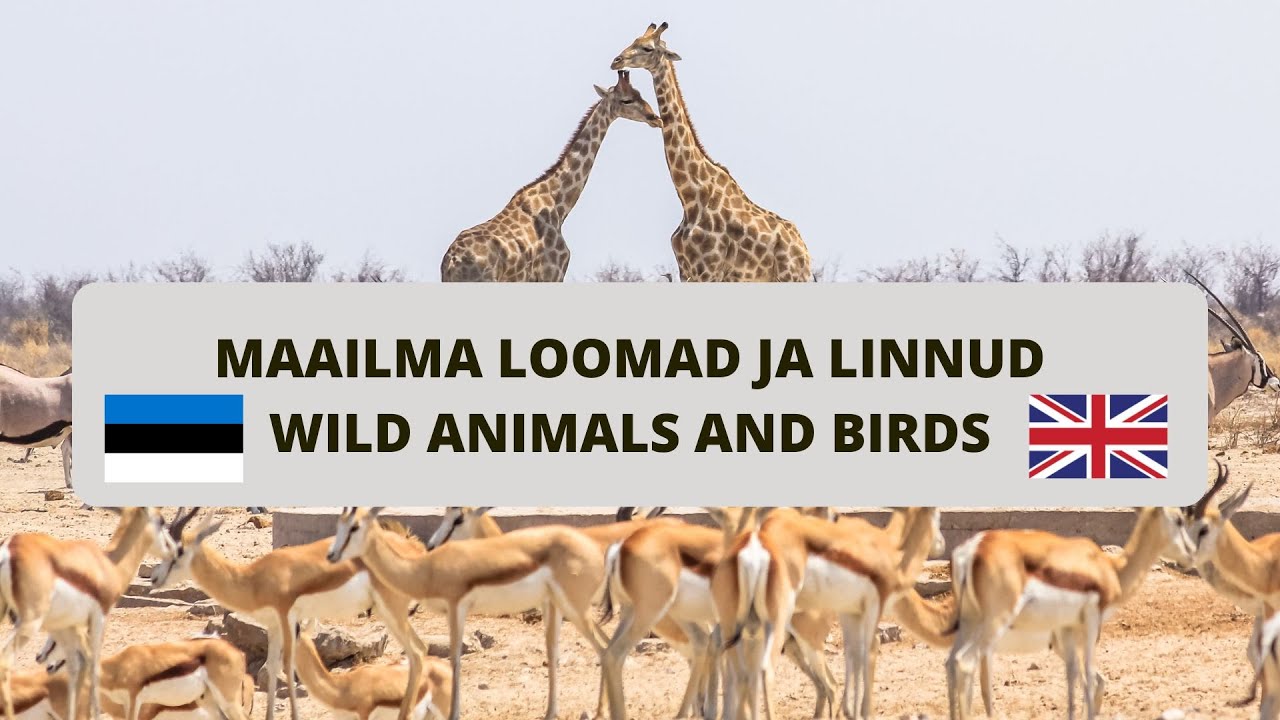 Maailma loomad ja linnud eesti ja inglise keeles/ wild animals and bird in Estonian and English