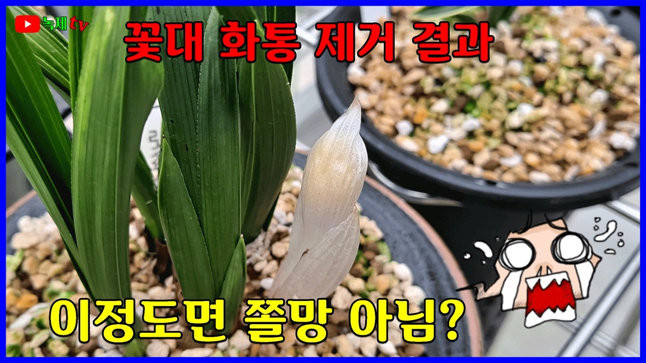 난초 꽃대의 화통을 제거하고 꽃을 확인하여 봅니다.