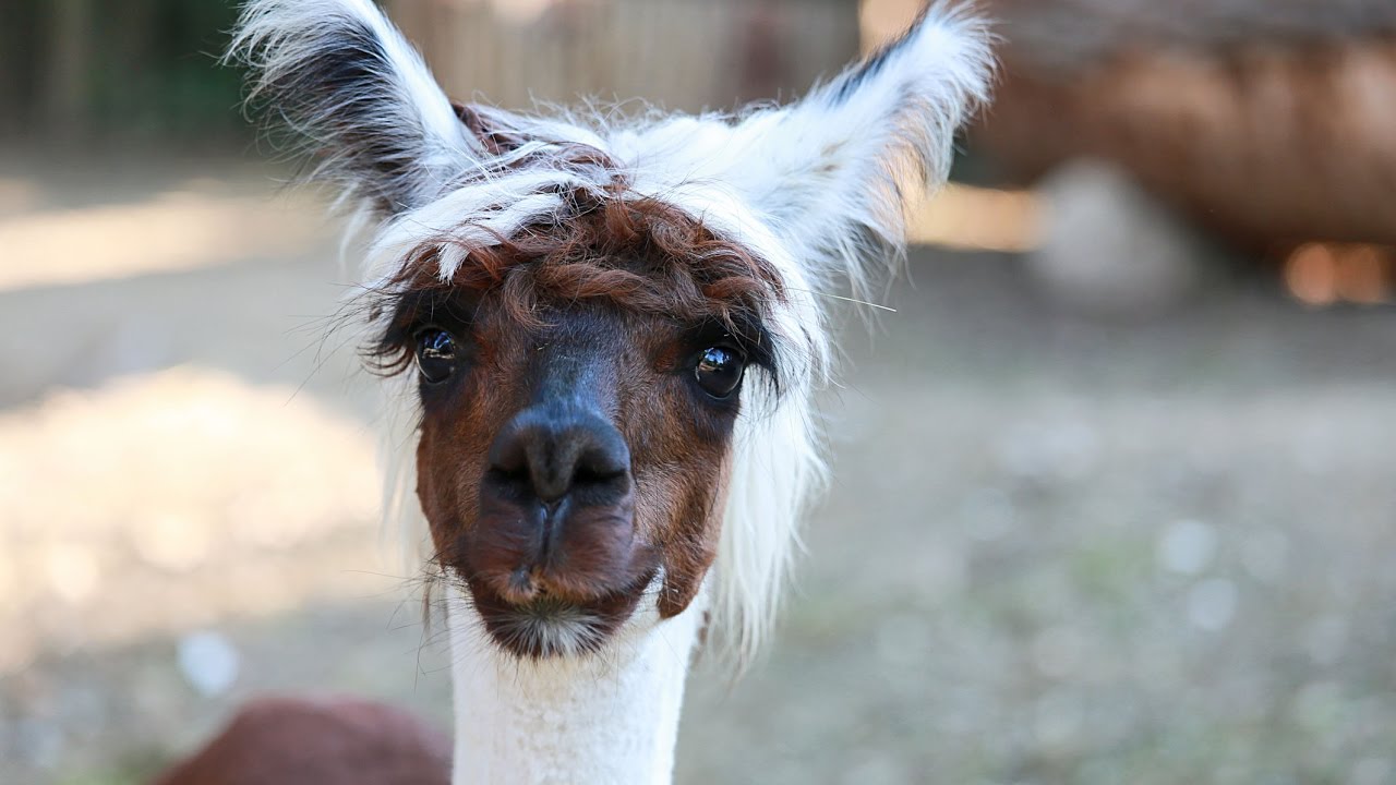 Idemo u Zoo: Alpaka