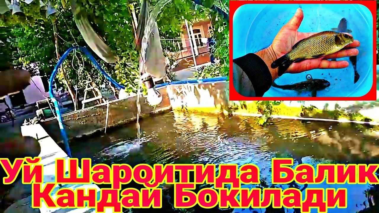 МАНАШУНДАЙ БАЛИК БОКИШ КЕРАК УЙ ШАРОИТИДА КУЛАЙ УСУЛИ ОХХИРГАЧА КОРИНГ