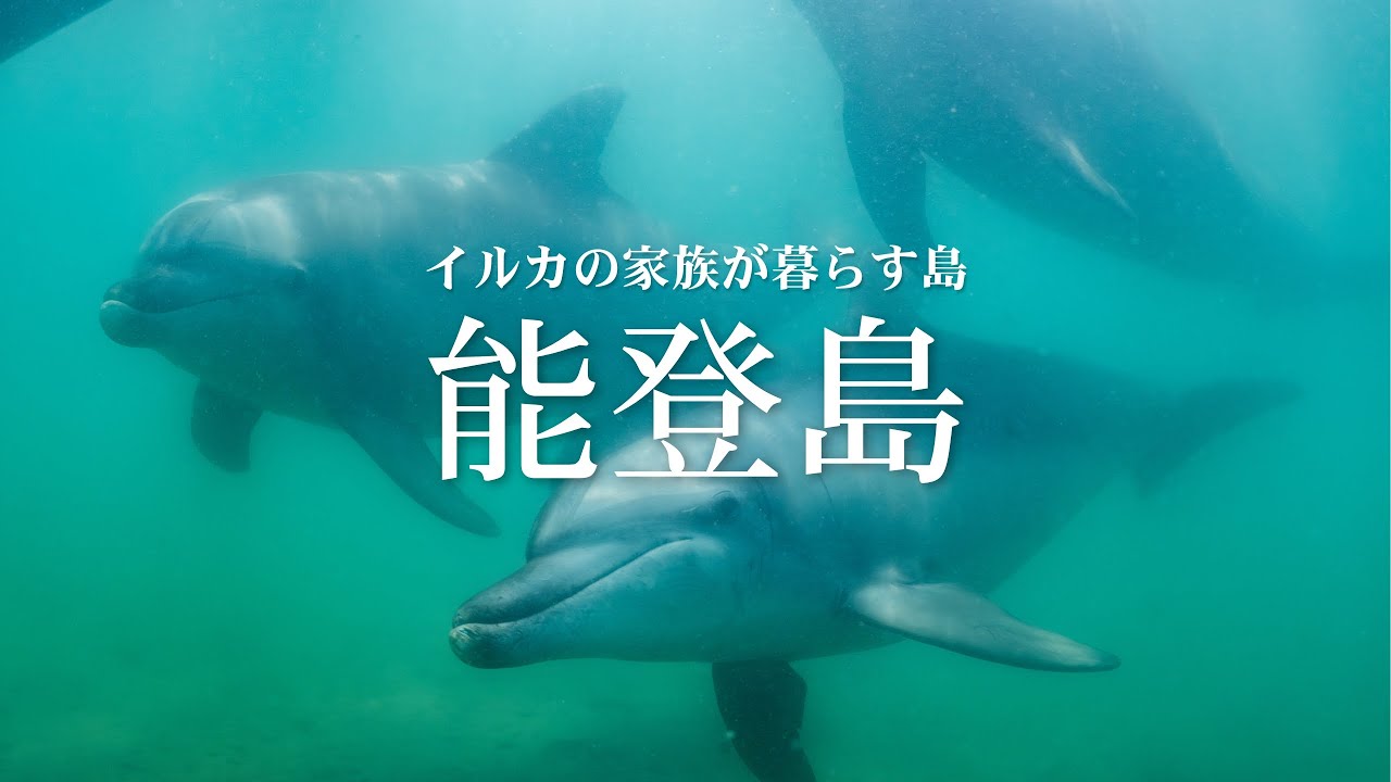 【Vlog】被災した能登島の海で暮らすイルカに会いに。
