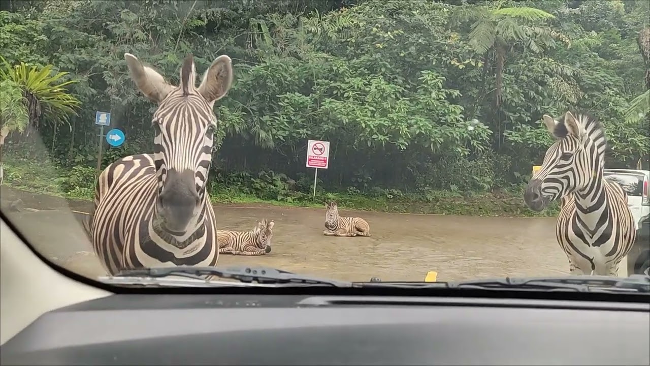 Taman Safari Bogor