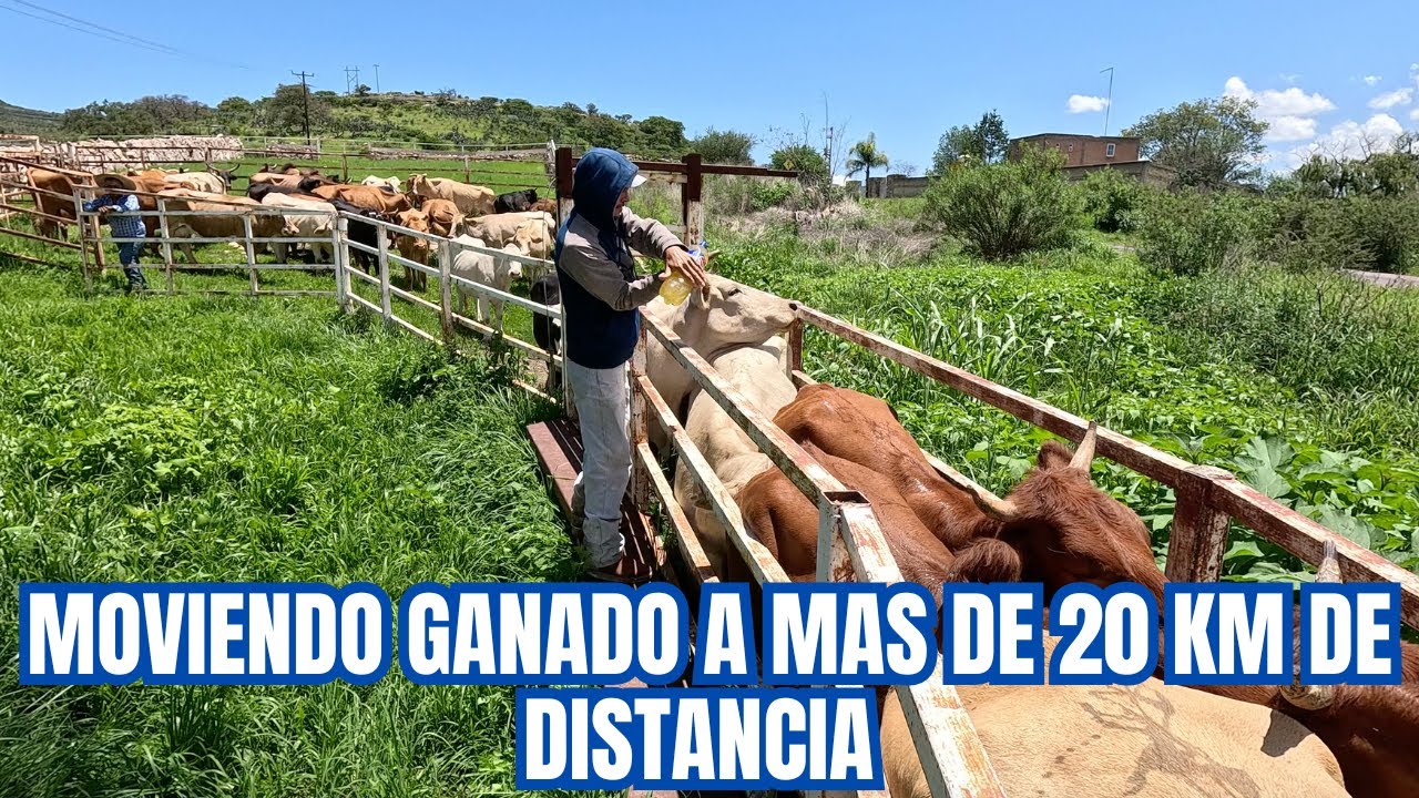 Moviendo GANADO a mas de 20 KILÓMETROS de distancia | Control de VACUNACIÓN | RancheandoAndo