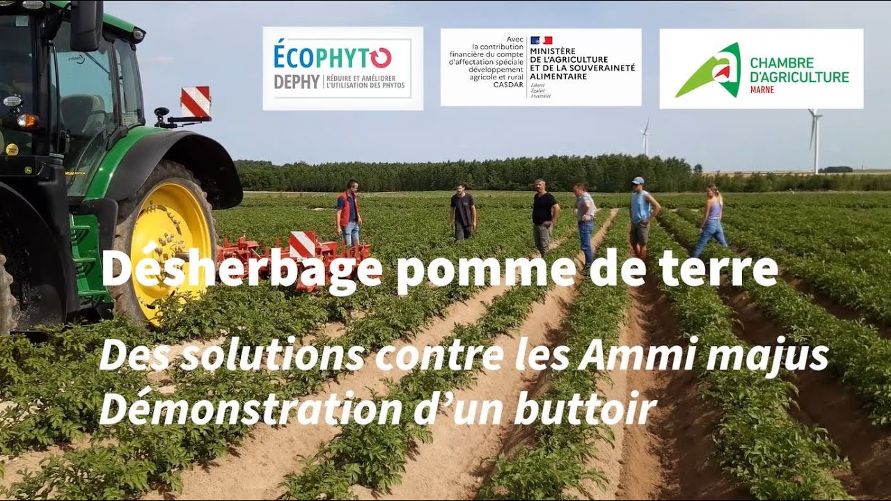 Désherbage mécanique pomme de terre : démonstration d'un buttoir