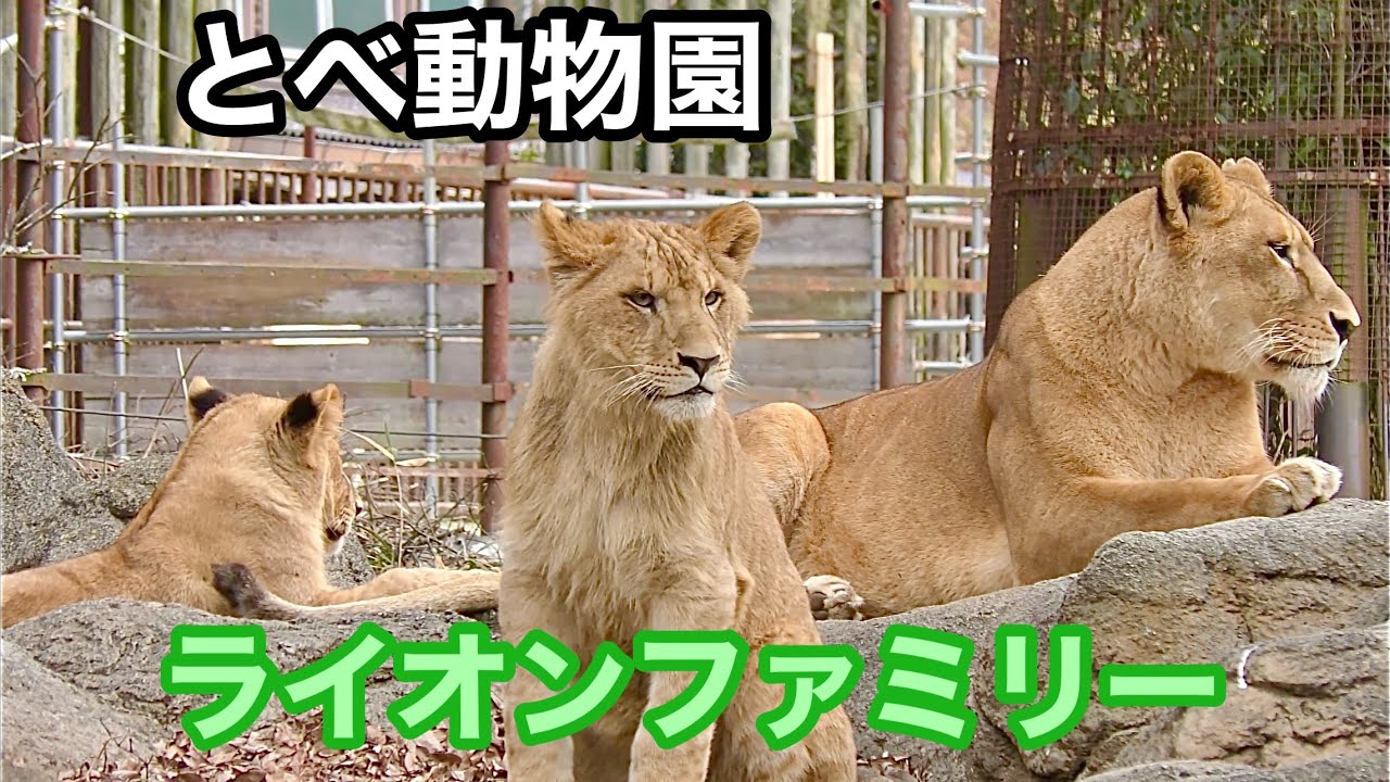 ライオンファミリー　みんな映っているかな？【とべ動物園】Lion Tobe Zoo