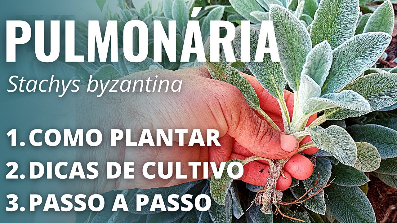 COMO PLANTAR PULMONÁRIA, PEIXINHO-DA-HORTA,  ou LAMBARI: Saiba o que é e como plantar esta PANC