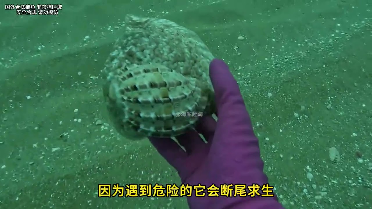Discover Sea's Hidden Treasures: Top Seafood to Catch Below the Waves