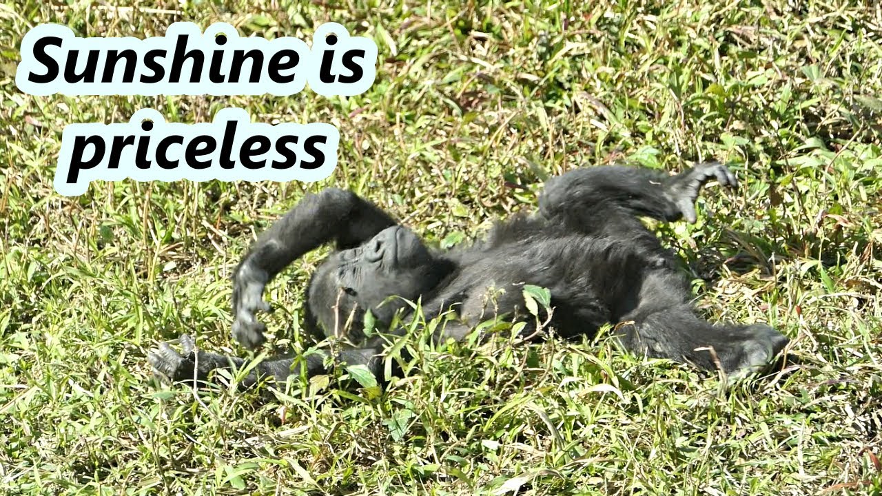Little gorilla Ringo so enjoyed sunny morning after a few cold days. /小大猩猩Ringo在好幾天的冷氣溫之後, 享受陽光的早晨