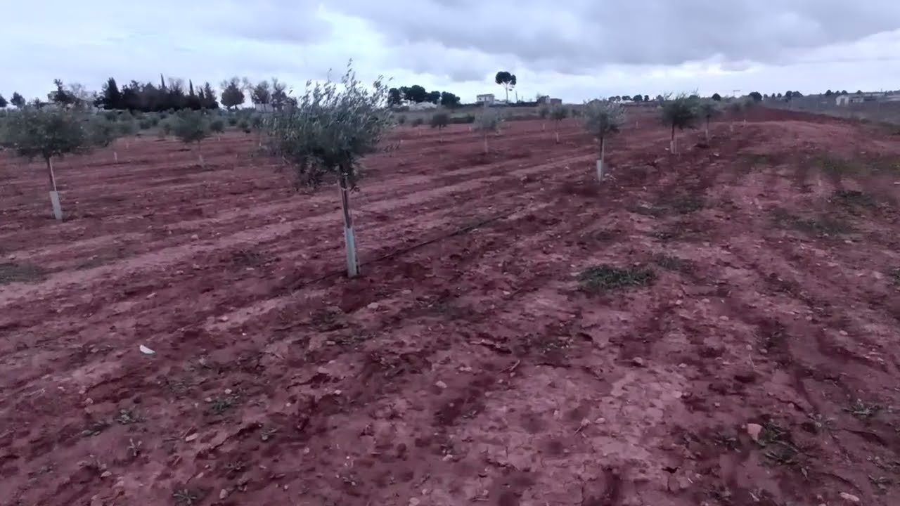 SEGUIMIENTO DE OLIVAR PICUAL DE UN PIE A 7 x 7 - Enderezar y Quitar Varetas de Olivo