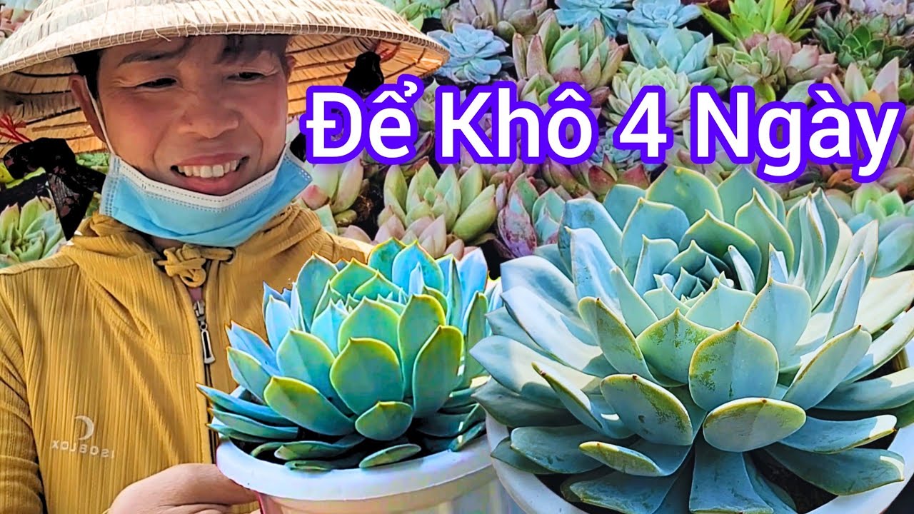 Chủ Vườn HƯỚNG DẪN BÍ QUYẾT CÁCH TRỒNG SEN ĐÁ đúng cách khi mới mua về ít người biết