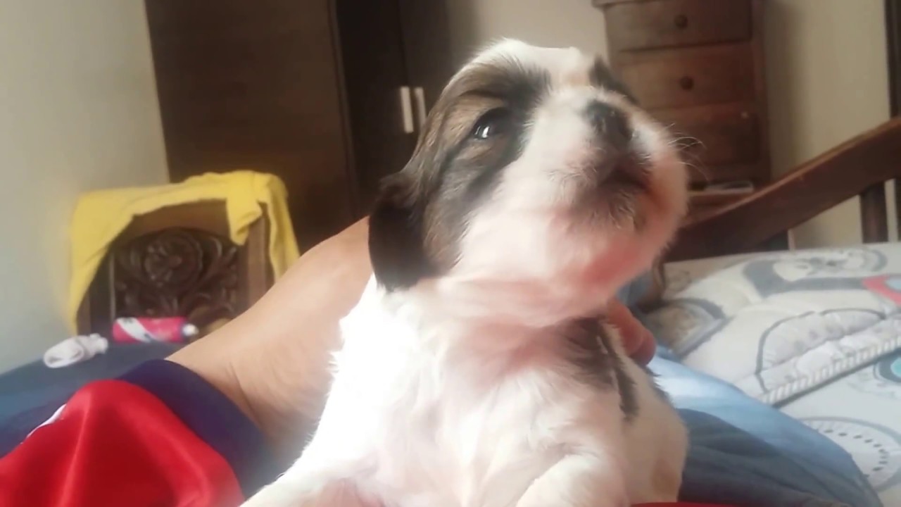 Bebé cachorro llorando
