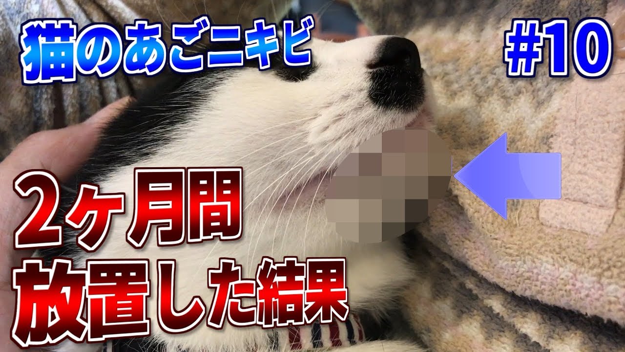 猫のアゴが黒いときの正体と対策#10 - 2ヶ月間ニキビを放置しました