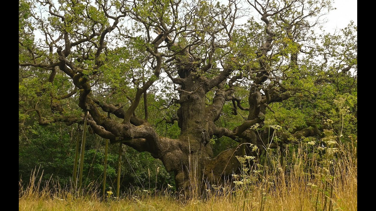 Inside the Major Oak Canopy
