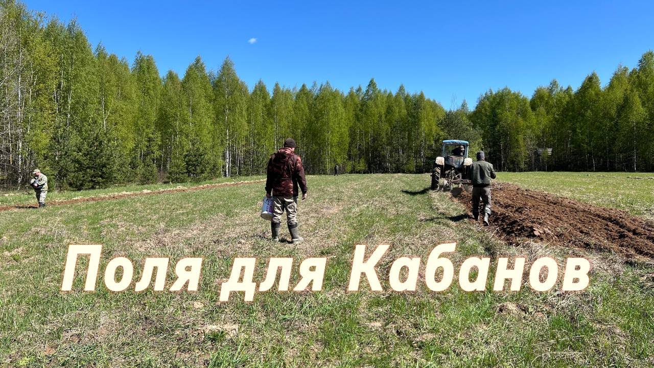 Что любят Кабаны?/Сеяли поля/Кабаны точно придут.