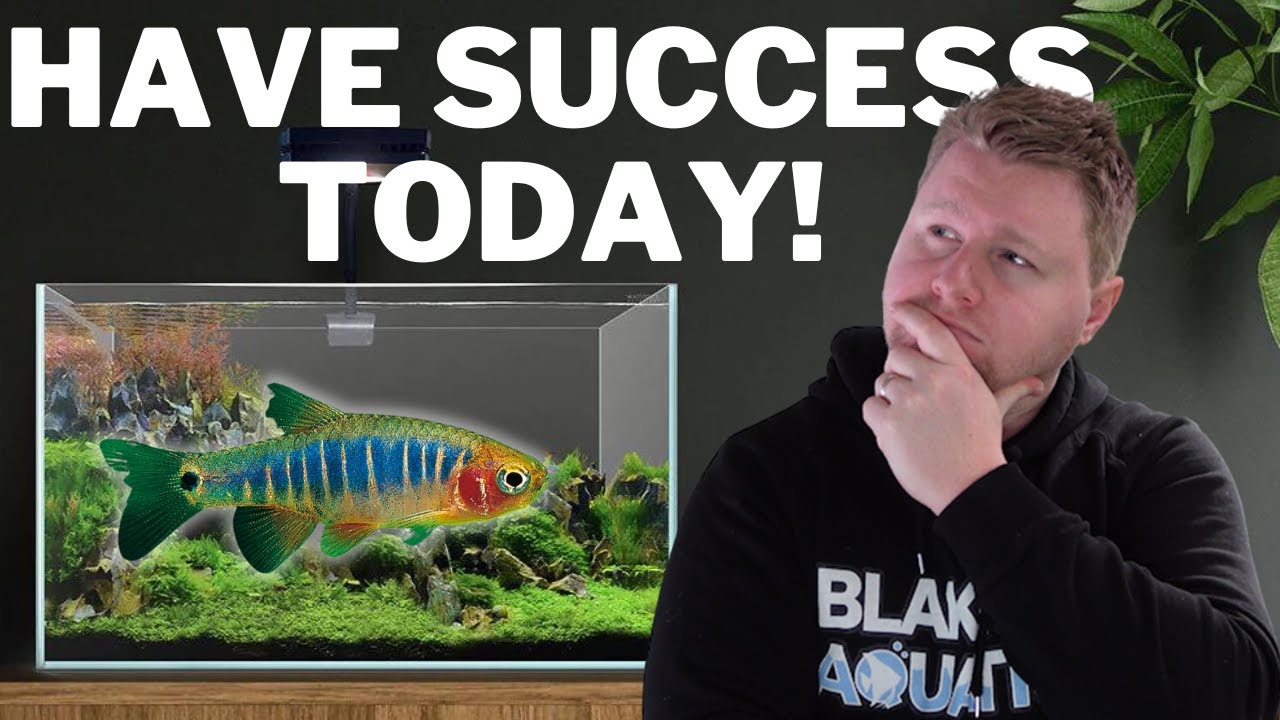 Emerald Rasbora Breeding and Care Guide - The Perfect Nano Fish?