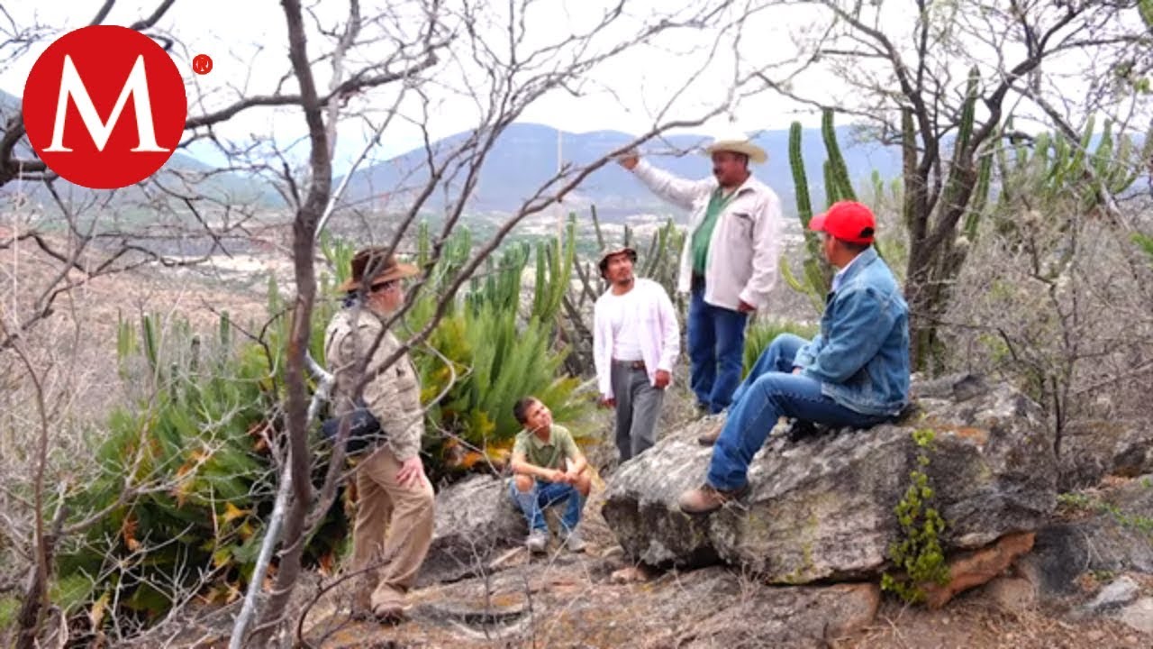Las cícadas de Otlaltepec, Puebla | Conexión Milenio