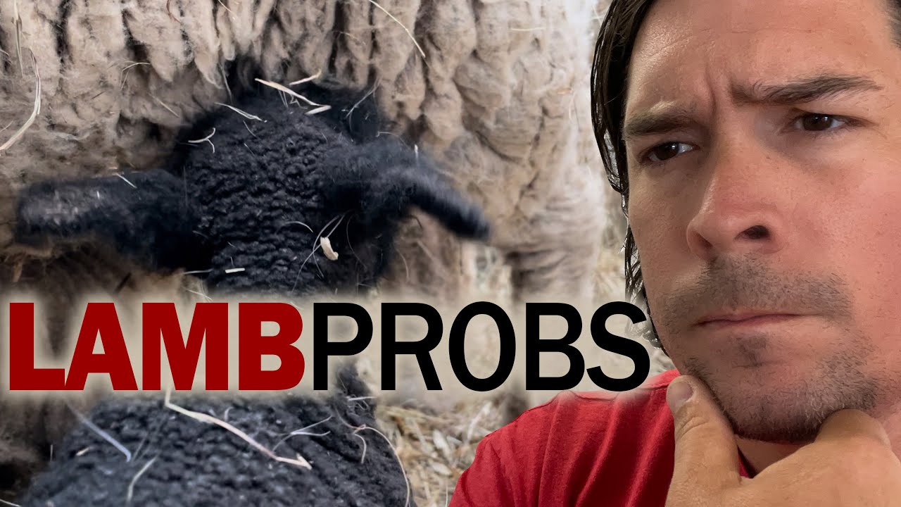 Help! I've Got Lamb Problems // Lamb Nursing Issues