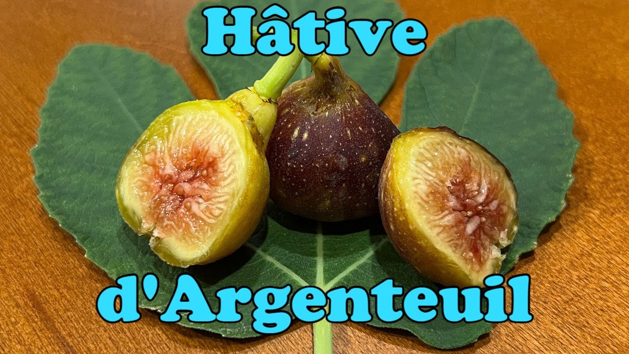 Hâtive d'Argenteuil (HdA) Fig Tasting