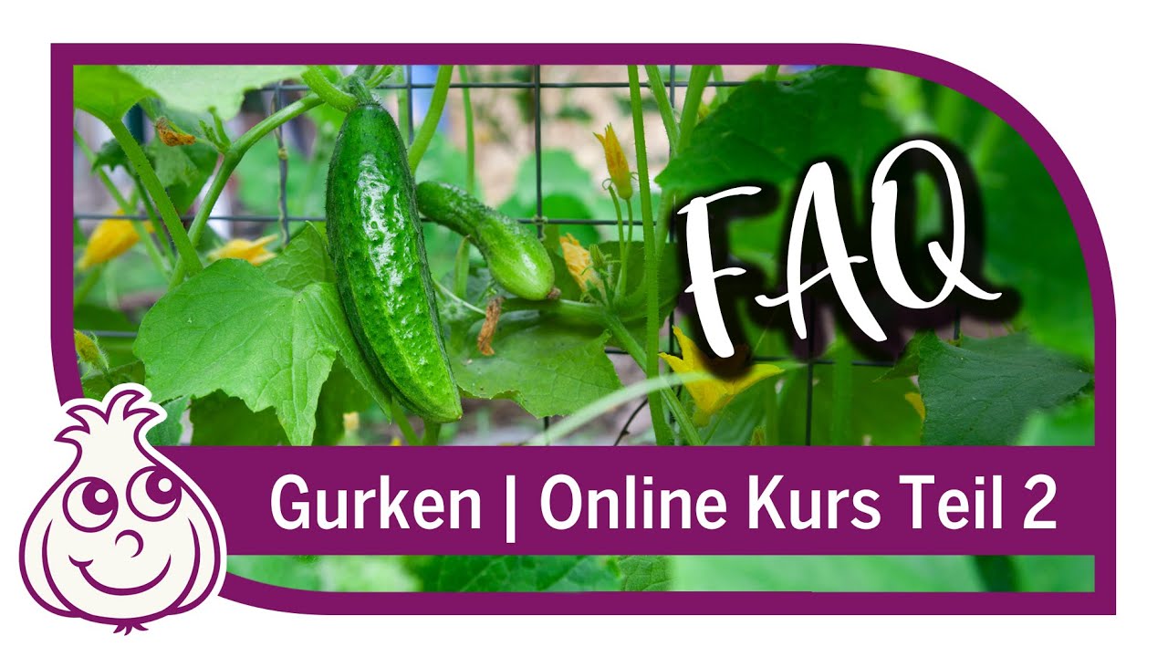Tipps zum Gurken Anbau | FAQ Online Kurs Teil 2
