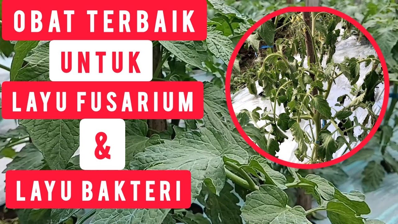 Pengendalian Layu Tanaman Tomat, Obat Layu Fusarium dan Bakteri