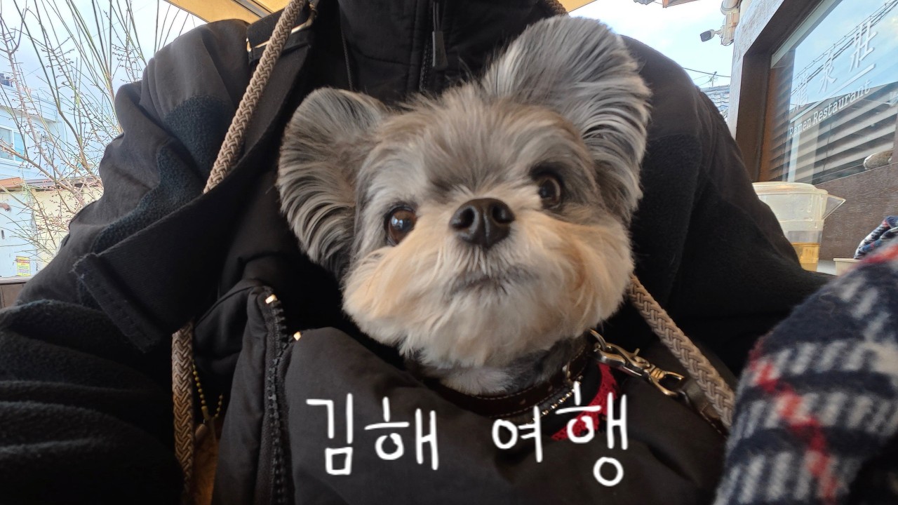 처음 보는 곳에 간 강아지 반응ㅋㅋㅋㅋㅋ