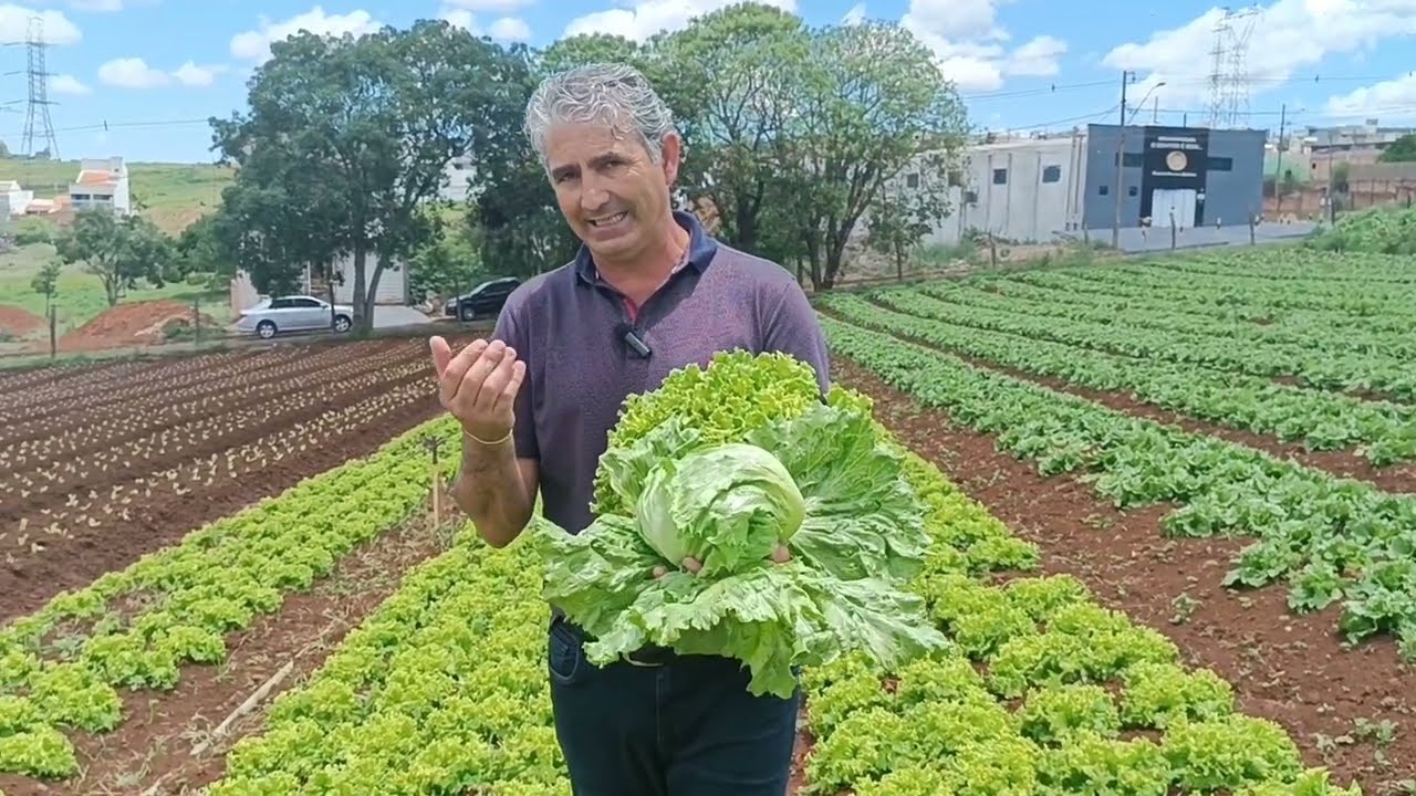 HORTALIÇAS NO VERÃO, QUAIS AS MELHORES VARIEDADES?