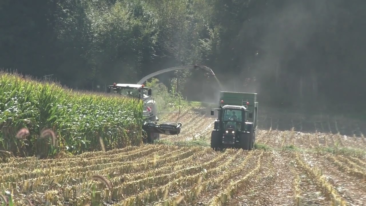 Maishäckseln 2019 mit Class Jaguar 970 und Claas ORBIS 750  mit Fendt Traktoren und von zwei  Lohnun