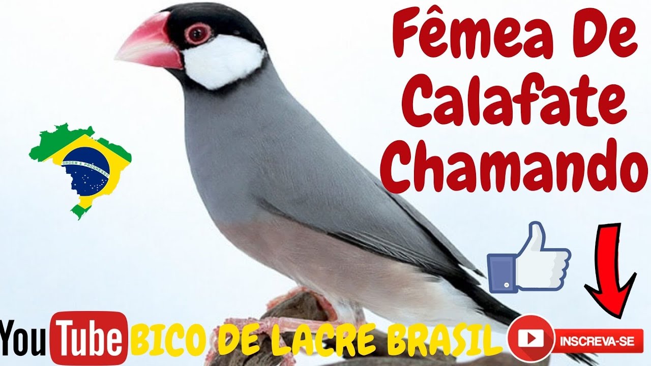 Fêmea De Calafate Chamando - Fêmea Calafate Chamando Muito (lonchura oryzivora) java sparrow
