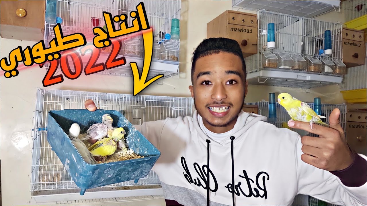انتاج طيوري لسنة 2022 😲🔥 اللهم بارك  | فتح اعشاش طيوري 🦜🔥