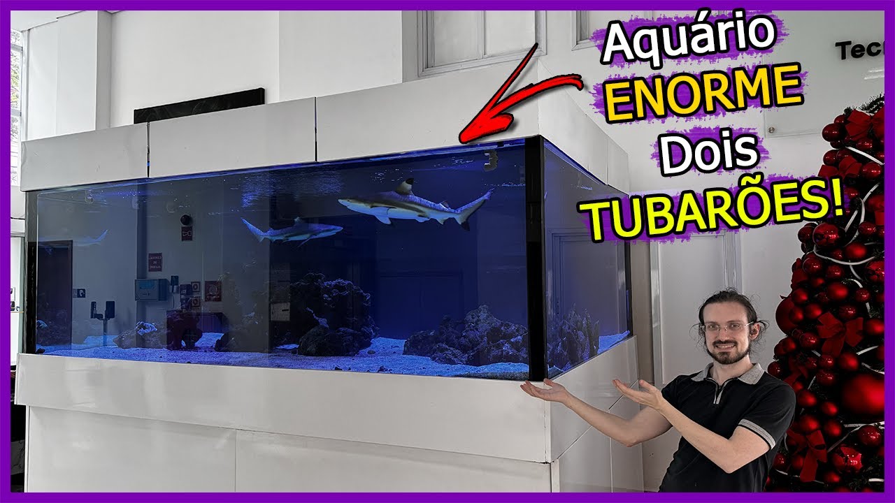 Visitei um Aquário Enorme com DOIS TUBARÕES e MOREIA!
