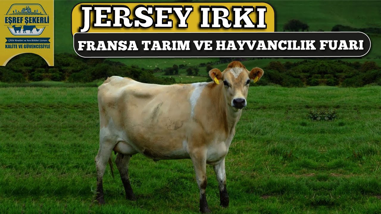 Jersey Irkı - Fransa Fransa Sommet de l'Elevage Fuarı