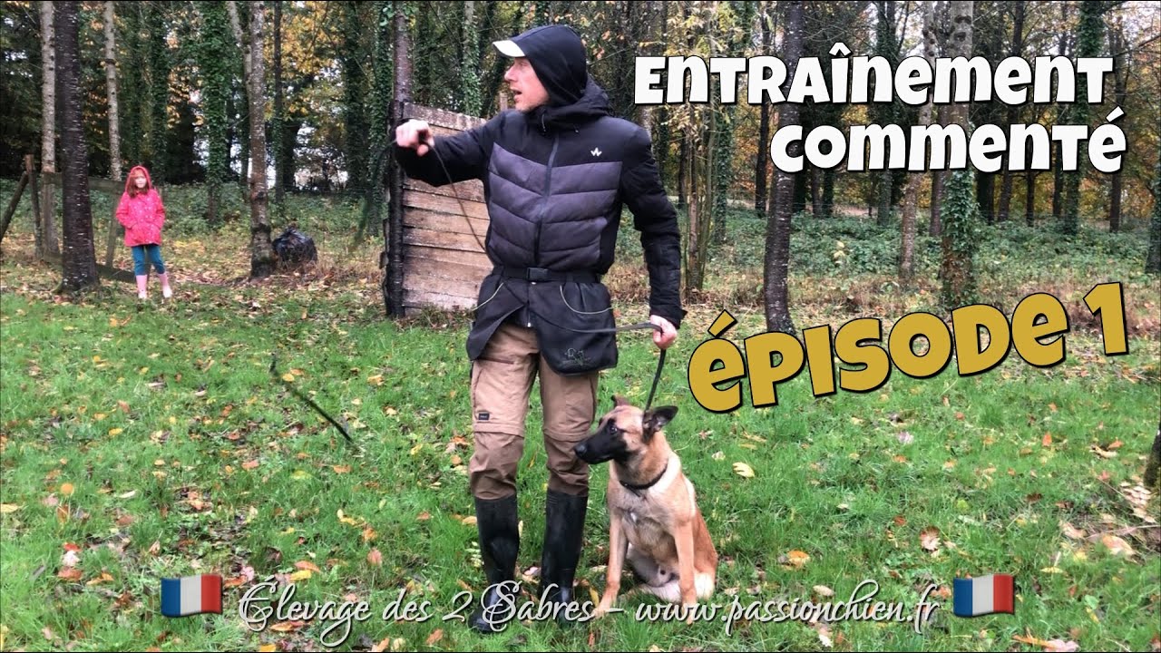 Entraînements commentés épisode 1 : obéissance en mondioring avec un chiot malinois de 6 mois