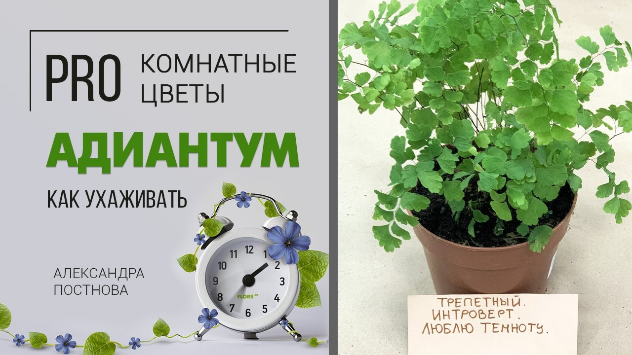 Папоротник Адиантум Фрагранс, в просторечии Венерин волос. Уход за адиантумом. Нежный папоротник.