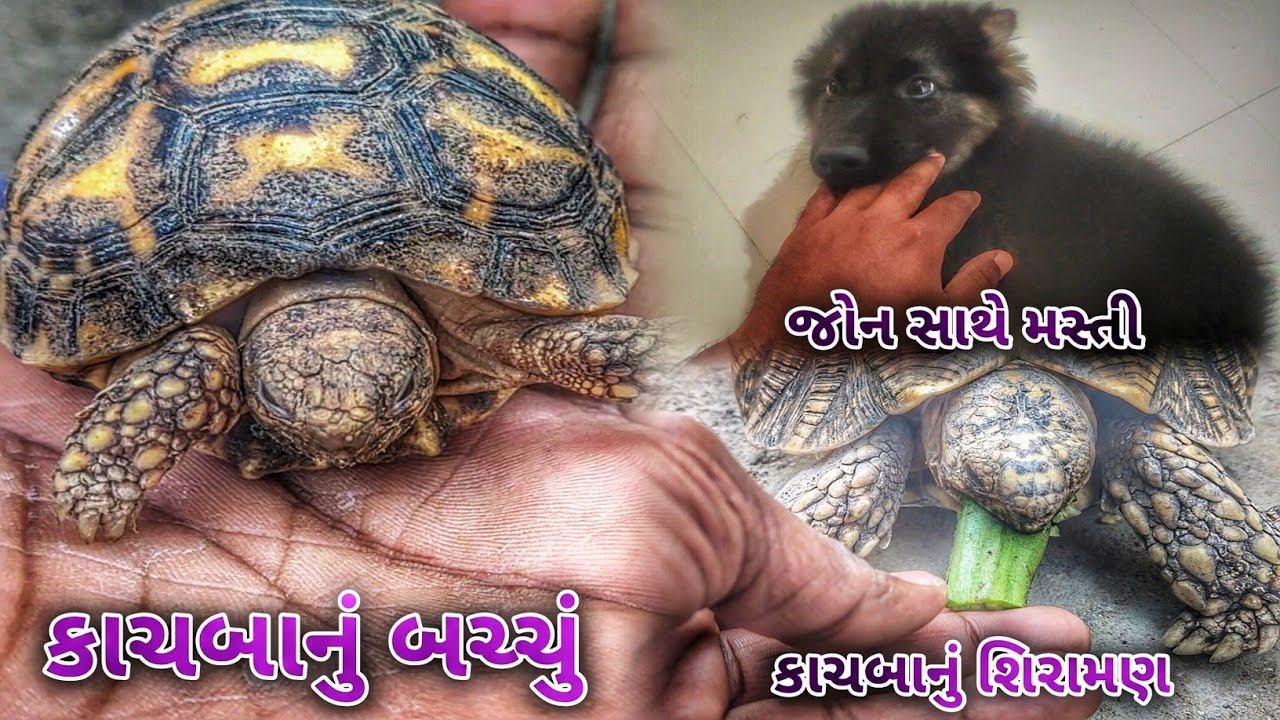 નાનકડા મિત્રો સાથે મોજ | નાનકડા મિત્રોની નાનકડી દુનિયા || Anant Ka Rahi ||