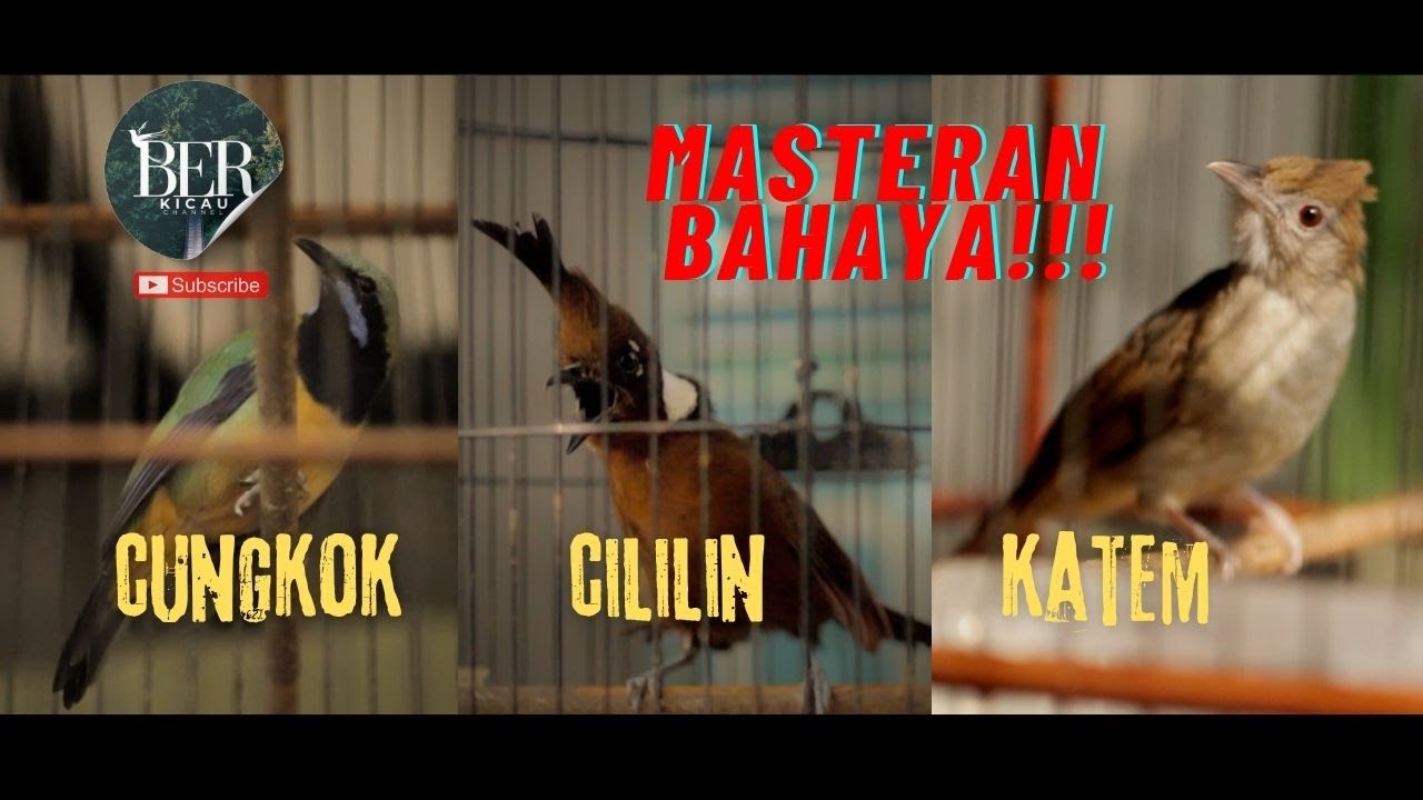 CUNGKOK CILILIN KATEM ❗️❗️ MASTERAN BAHAYA ❗️❗️ 3 in 1 TEMBAKAN BURUNG JUARA 🔴 #masteranmuraibatu