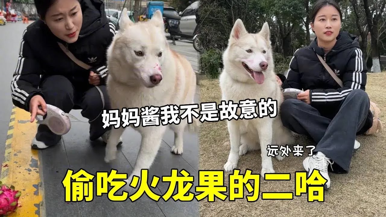 上门遛二哈，没想到竟趁我不注意偷吃火龙果，贪吃这一块，果然是纯正的二哈血统！#遛狗 #宠物 #动物的迷惑行为 #萌宠日常记录 #铲屎官的乐趣