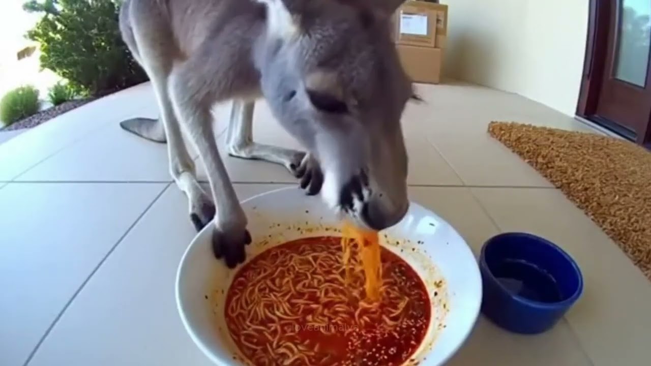 Real Reactions When Animals Ate Spicy Food