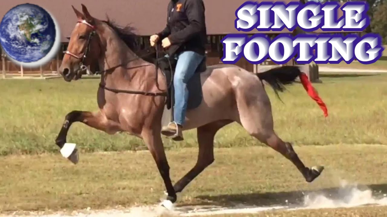 TOP Beautiful Single-Footing Horse in the World!
