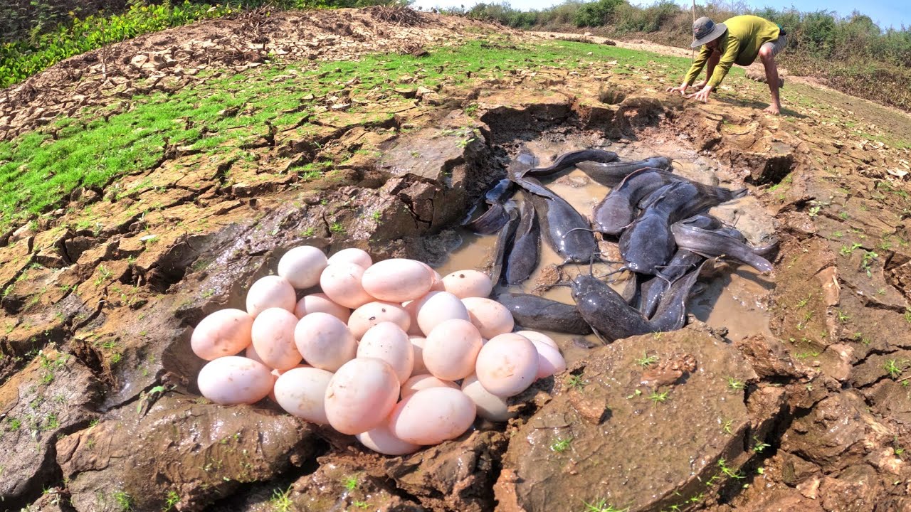 Top amazing fishing! catch fish in water and pick duck eggs in rice field by hand