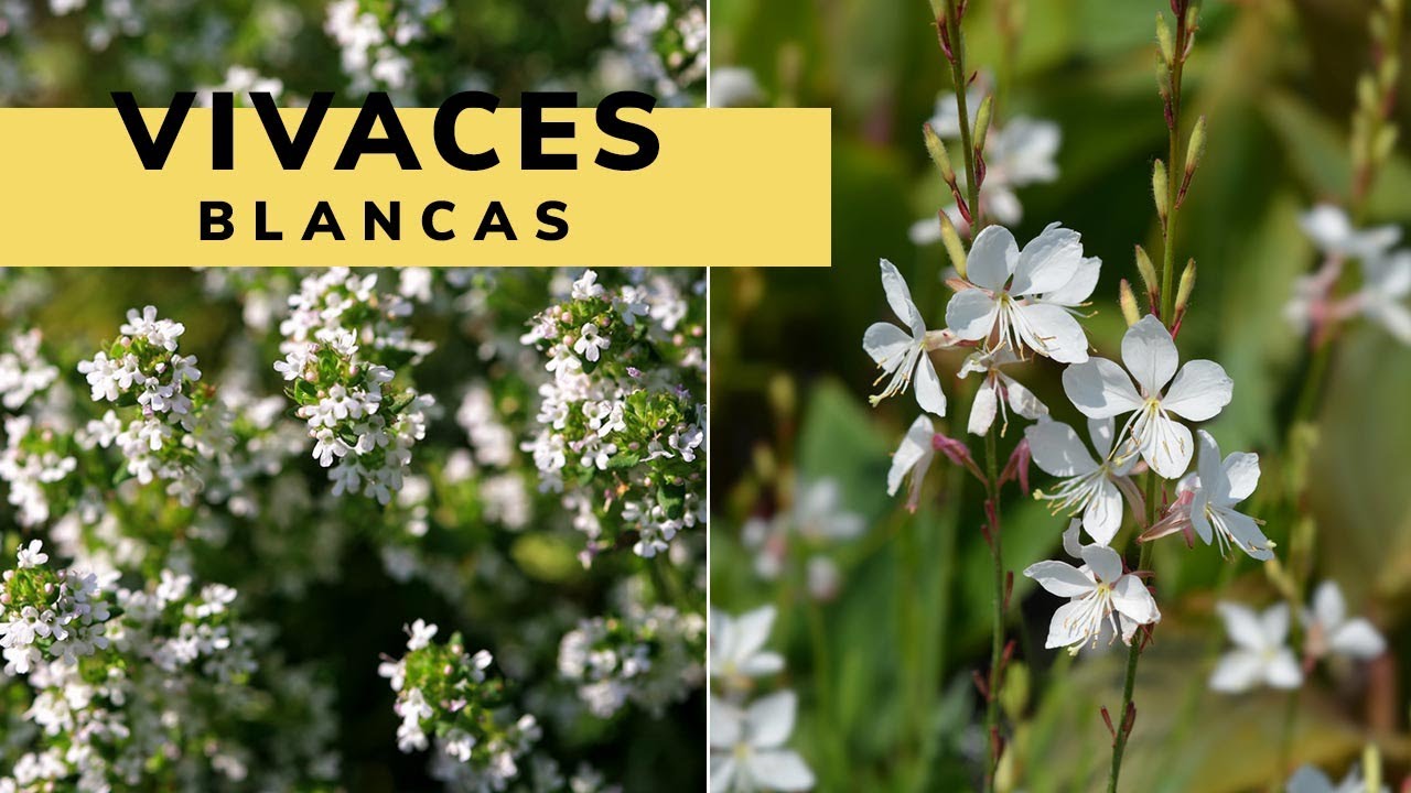 Plantas vivaces de color blanco - Decogarden - Jardinatis