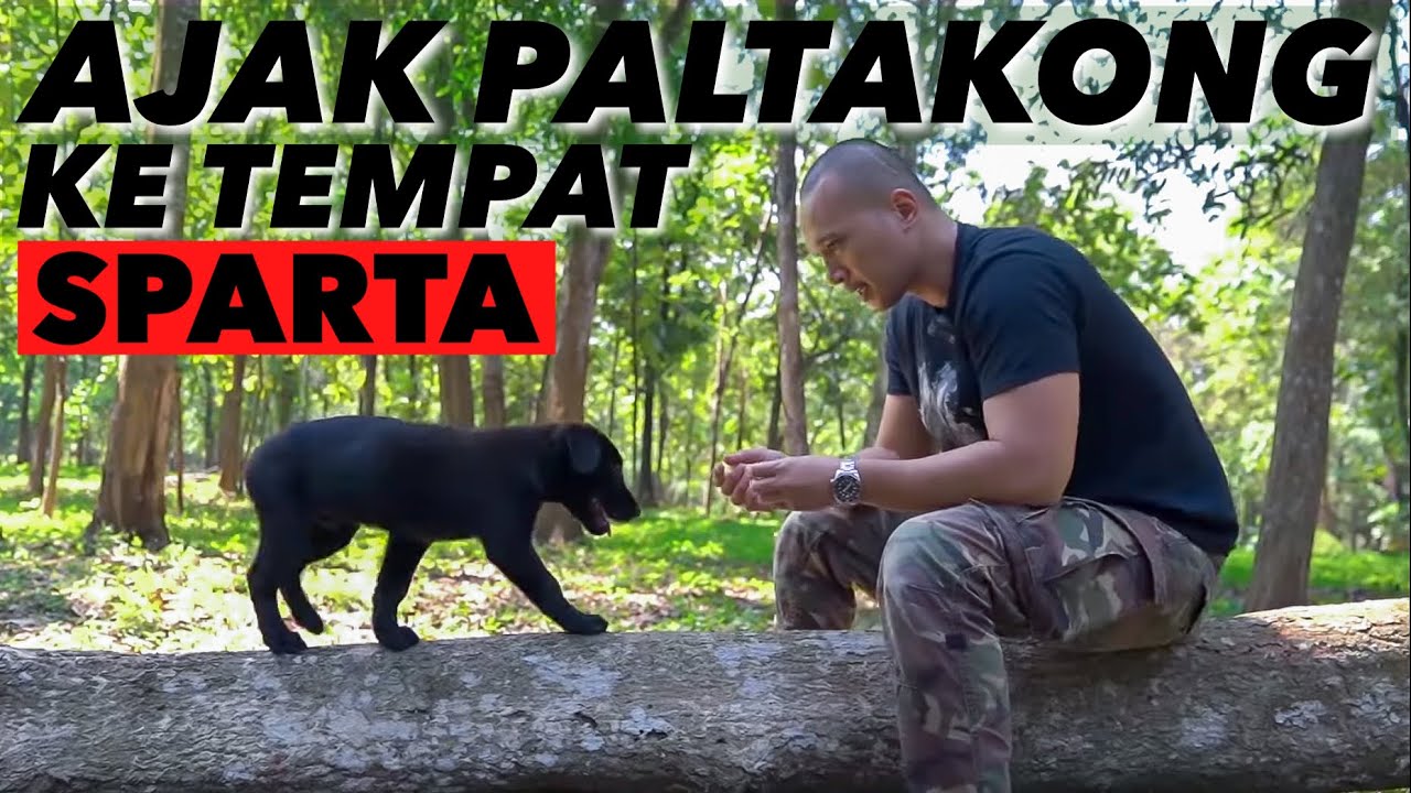 LATIH KONG SEPERTI GW LATIH SPARTA DULU.. GA NYANGKA BANGET!