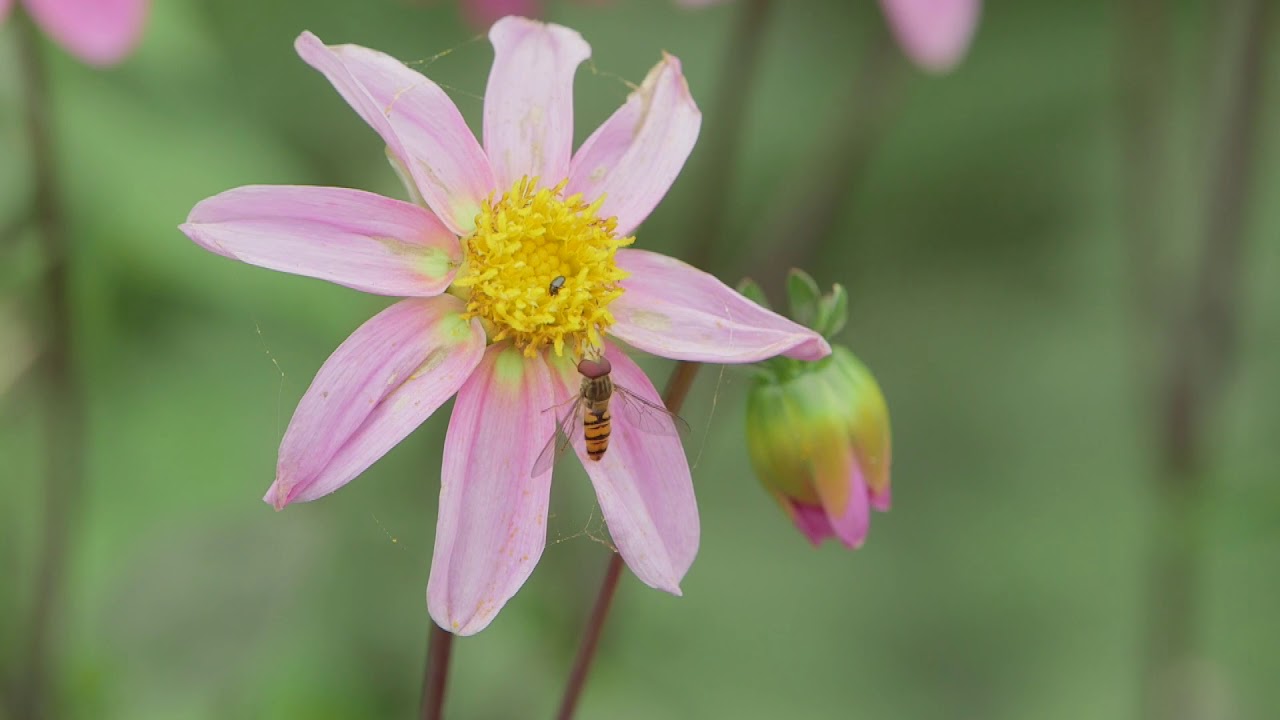 Jardins et Gens du Nord : le Jardin des Hayures