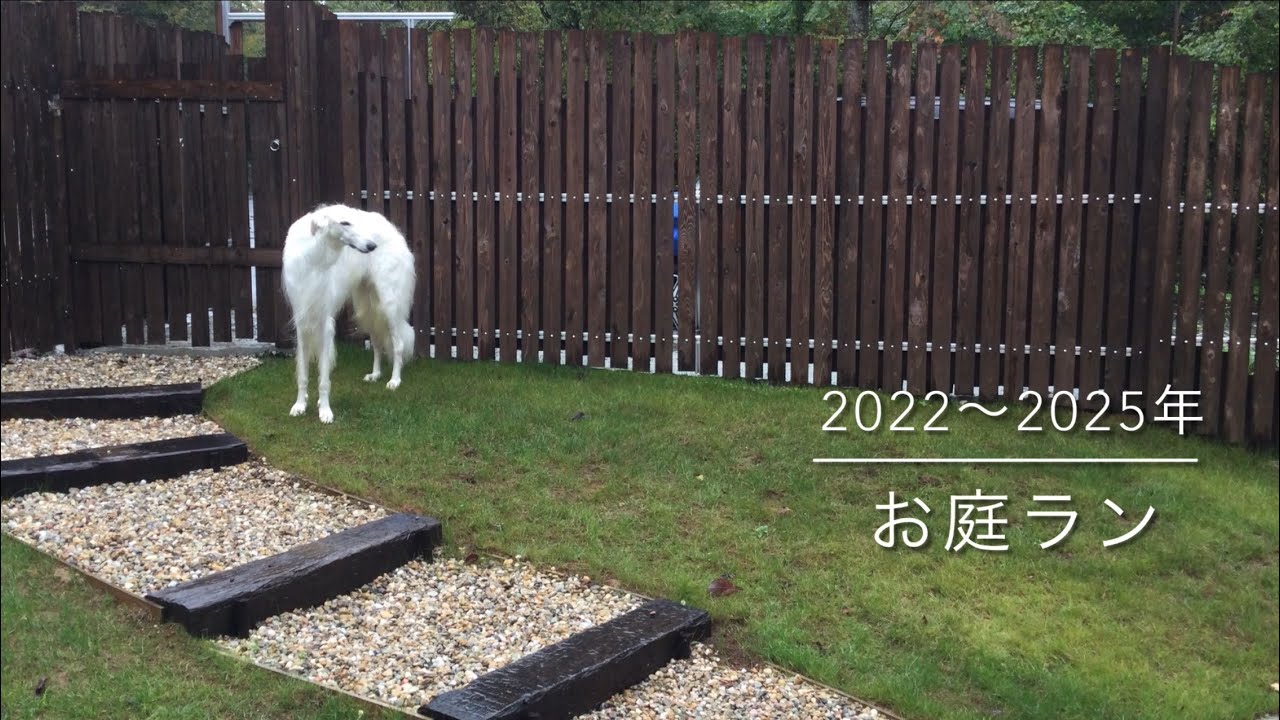 ボルゾイ　みりんさん　お庭ラン　お遊びの歴史（ガウガウ犬だったみりんさんの為に作った〝お庭ラン”だけど、最近は走ってくれないと嘆く主（2025年3月16日)