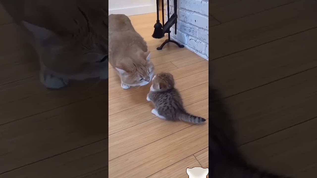 Ultimate Guide to Cats on Instagram | #Cats #CatLovers #CuteKittens #PetsofIG...