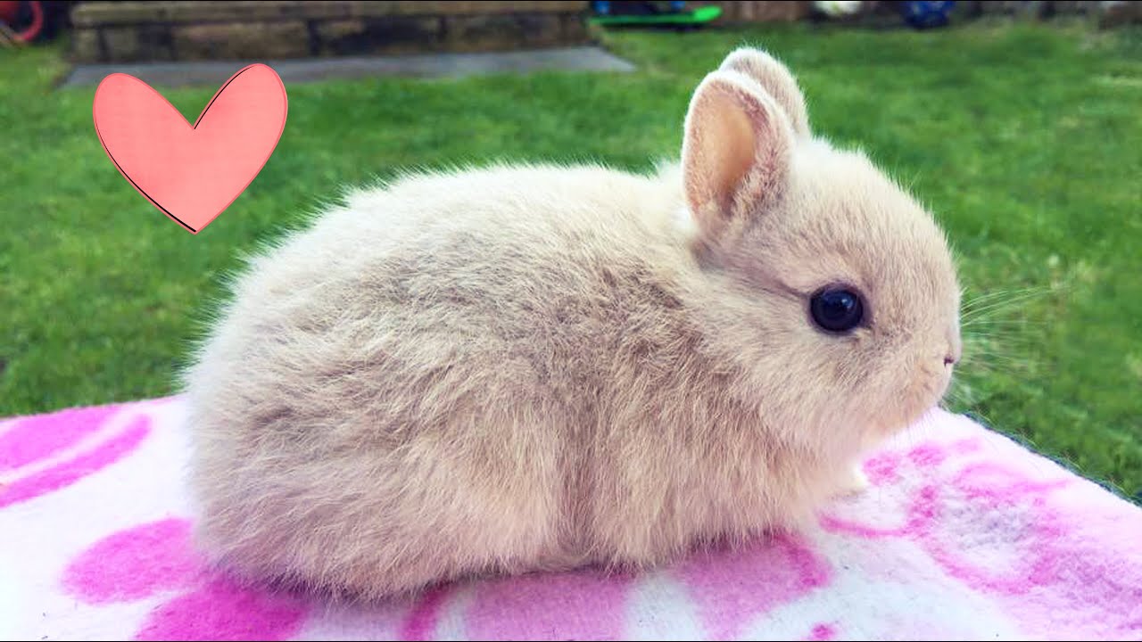 Farewell, Bonbon. See you again one day.