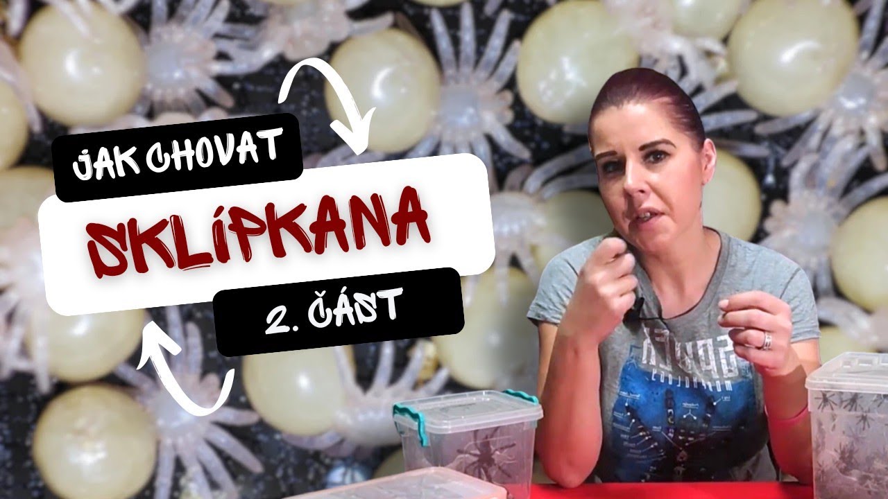 Jak chovat sklípkana 2. část | Co potřebuješ vědět | Arachnopark World