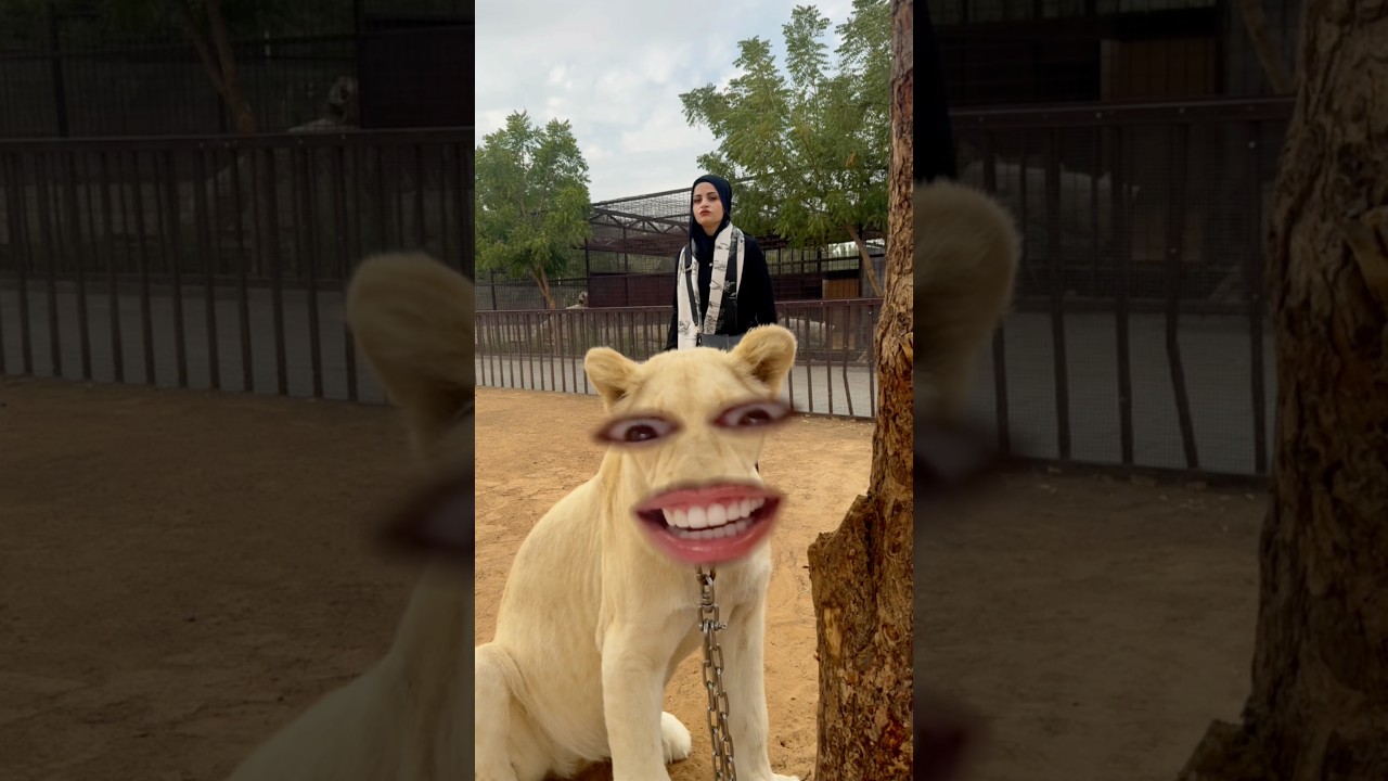 الاسد والبنت 😁😁 ام سيف ونانو